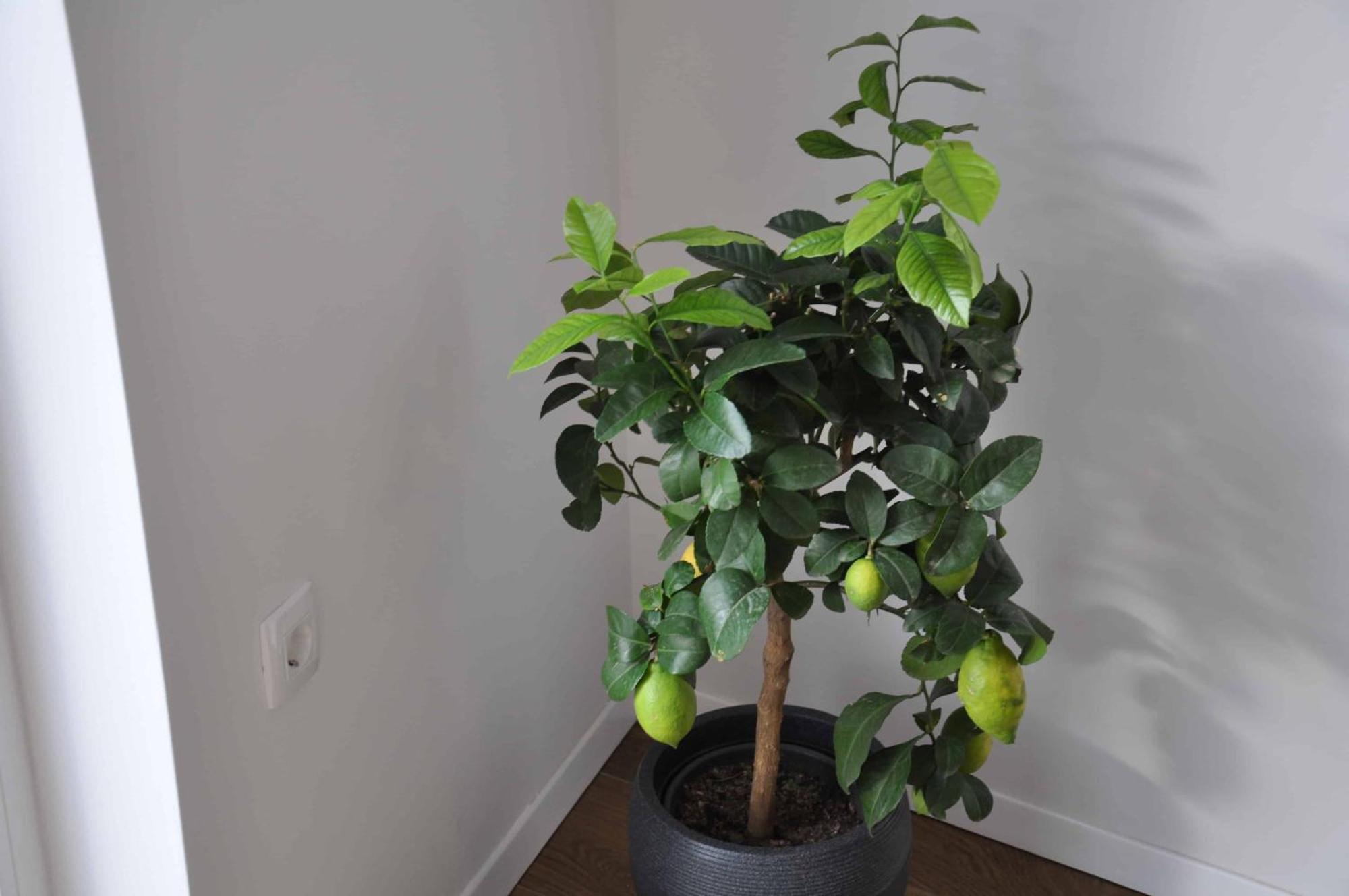 Trnovo Appartement